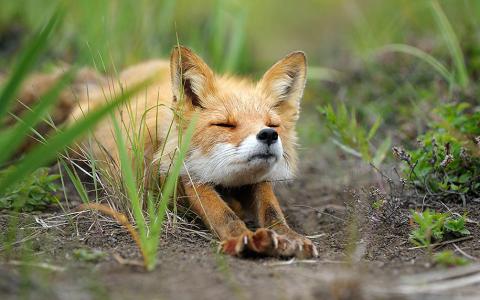 stretching fox